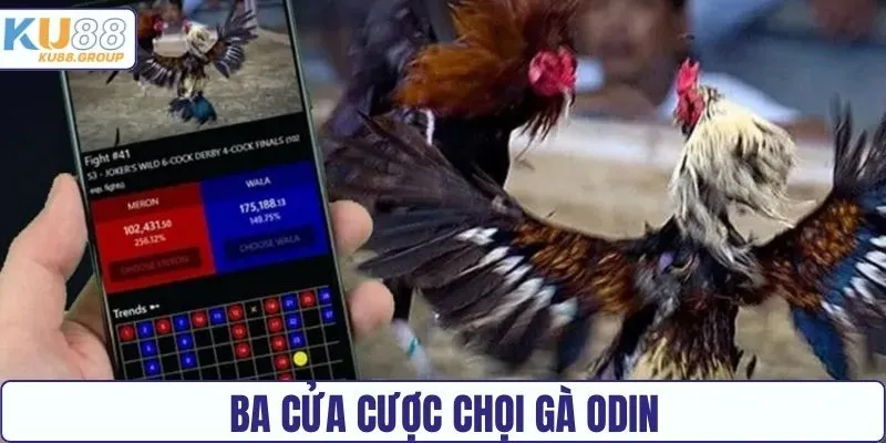 Ba cửa cược sảnh đá gà ODIN KU88