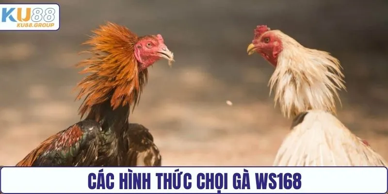 Các hình thức thi đấu chọi gà phổ biến tại WS168