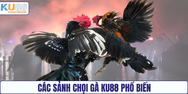 Các sảnh chọi gà ăn khách tại KU88