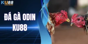 Đá Gà ODIN - Sân Chơi Chọi Gà Thực Chiến Siêu Cuốn Hút
