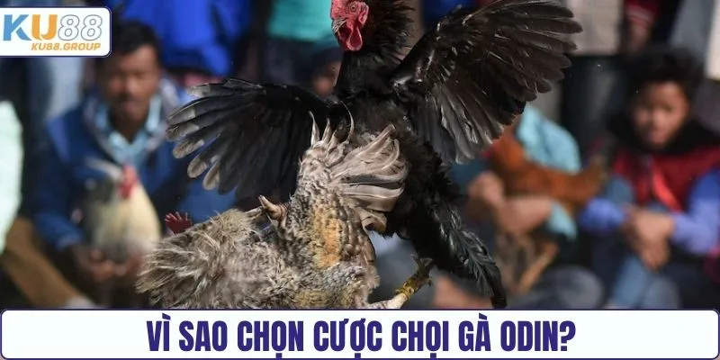 Lý do nên chọn cược chọi gà tại ODIN