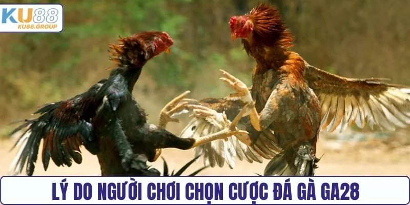 Lý do người chơi ưu tiên cược chọi gà GA28