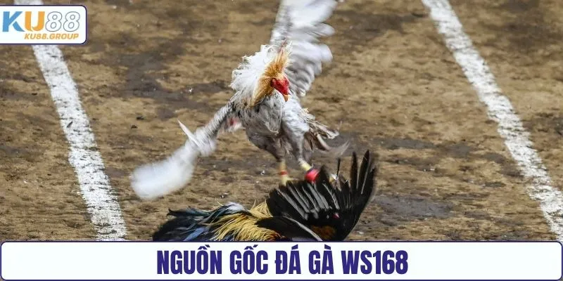Nguồn gốc sảnh đá gà WS168 KU88