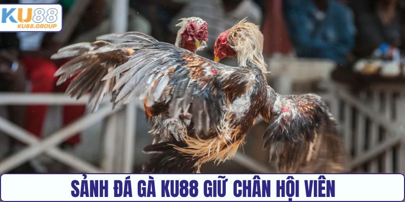 Sảnh đá gà giữ chân hội viên KU88