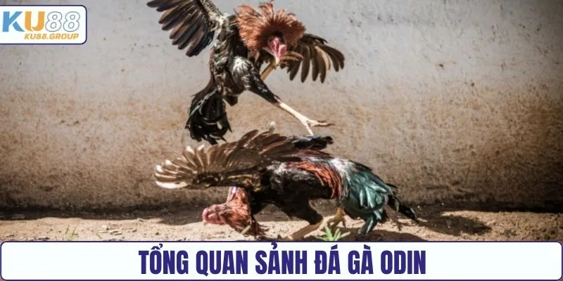 Tổng quan sảnh đá gà ODIN KU88