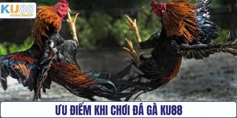 Ưu điểm khi cược chọi gà KU88
