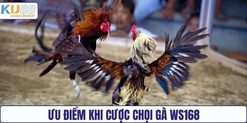 Ưu điểm khi cược chọi gà WS168